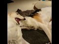 Borzoi - Dogs Funny Videos の動画、YouTube動画。