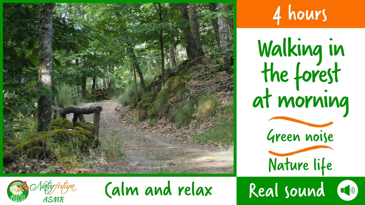 4 hours ASMR nature sound. Walking along a forest path listening to the ...
