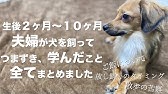 犬が嫉妬している時にする行動 犬 嫉妬 やきもち 行動 意味 Youtube 犬が嫉妬している時にする行動 犬 嫉妬 やきもち 行動 意味 Youtube