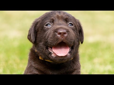 Labrador Dog Diet Chart In Hindi