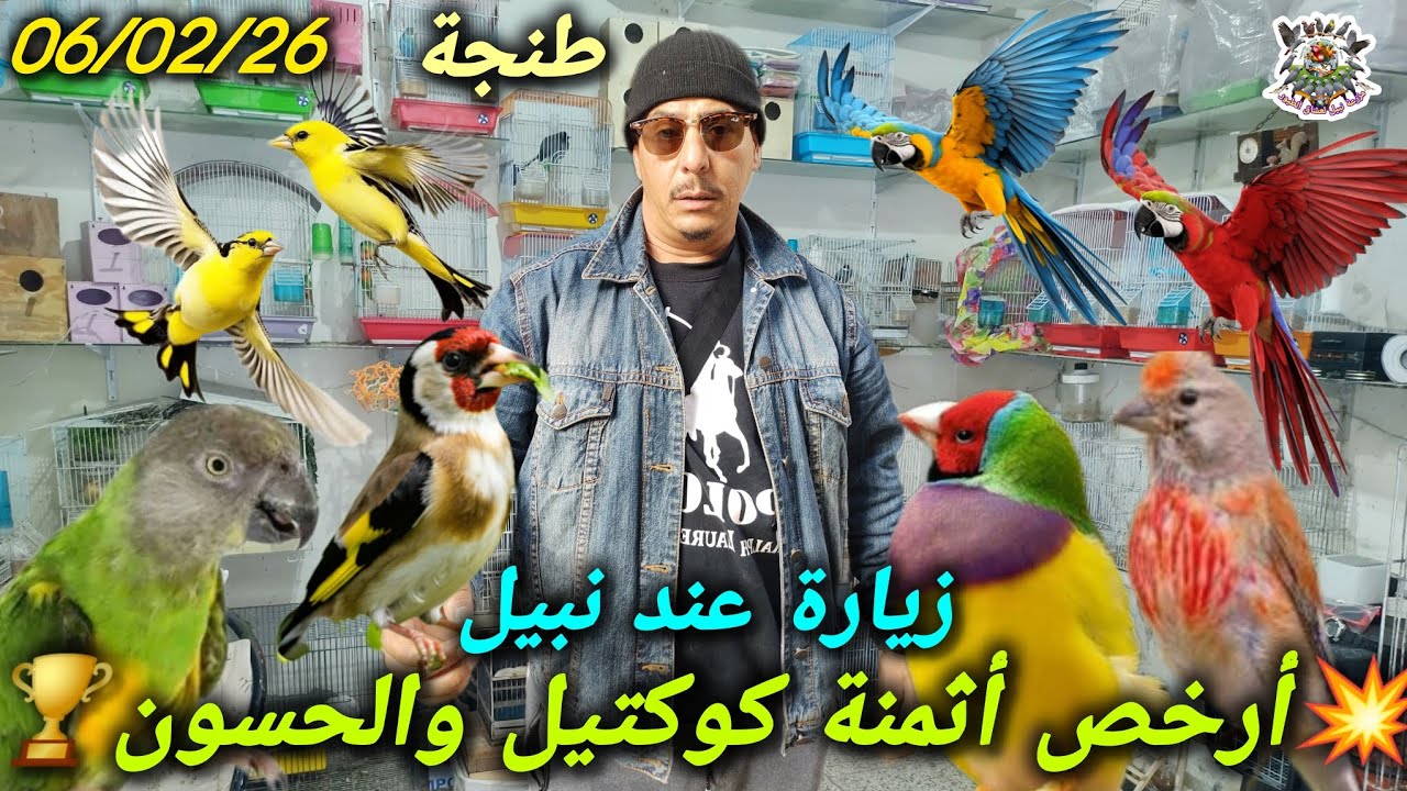 ​🌍 #عالم #الطيور كوكتيل والحسون يحطم الأسعار جودة خيالية بثمن لم يتوقعه أحد 😱🔥