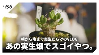 実生畑でつかまえて、実生畑をつくります。｜園藝野郎勢 日本橋編｜塊根植物