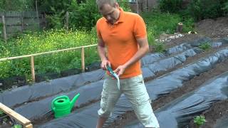 видео: Посадка батата в гребни картинка: Посадка батата в гребни