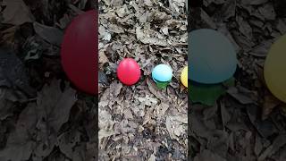 Finding millipedes and eggs #millipedes #eggs #millipede