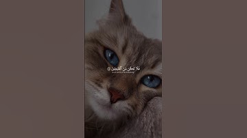 اكتب شيئ تؤجر علية 🤍🥺#عبدالرحمن_مسعد #story #quran #تلاوة_خاشعة #راحة_نفسية