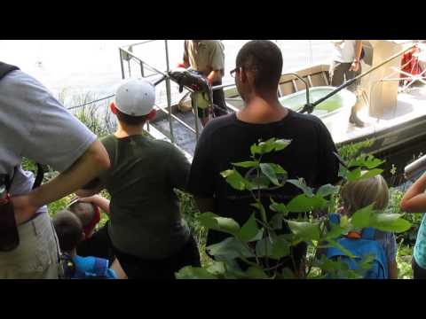 Little Grassy Lake -  Flathead Catfish