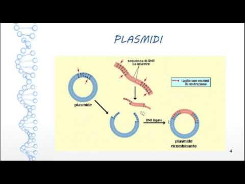 Video: Differenza Tra Plasmide Ed Episodio