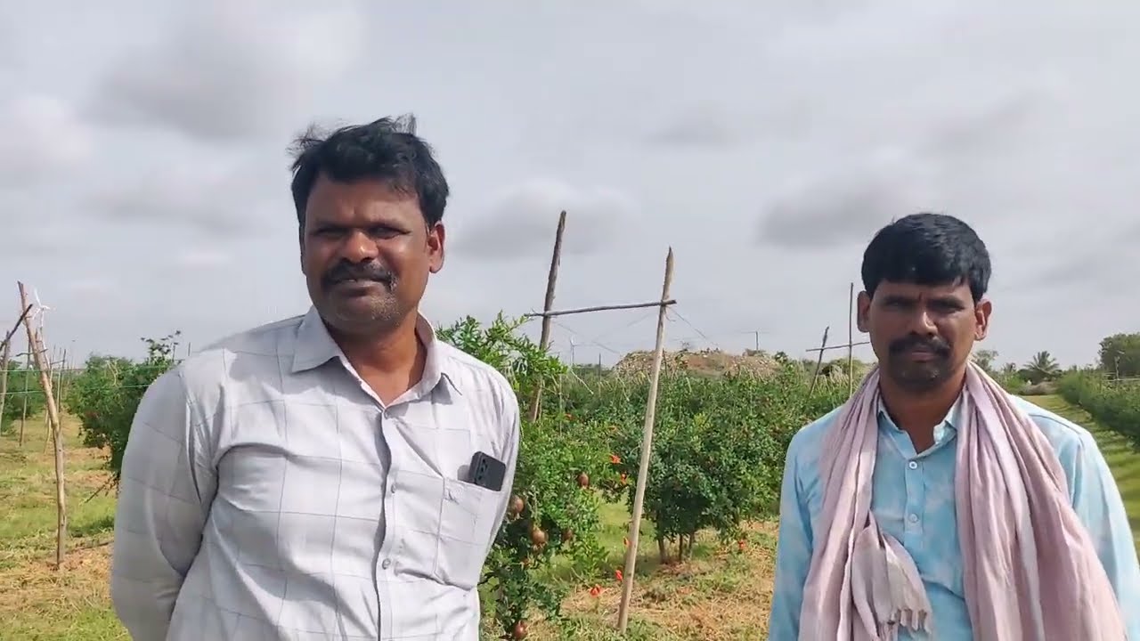 బ్లైట్ లేదు, ఖచ్చితంగా రాదు.  Free bacterial blight pomegranate field