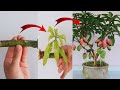 SUPER SPECIAL TECHNIQUE for propagating MANGO tree with coca cola, rooting and growing super fast