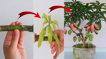 SUPER SPECIAL TECHNIQUE for propagating MANGO tree with coca cola, rooting and growing super fast