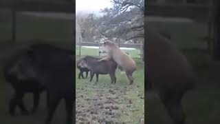 pigs mating