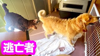 風呂上りのゴールデンレトリバーにビックリして逃亡する猫!
