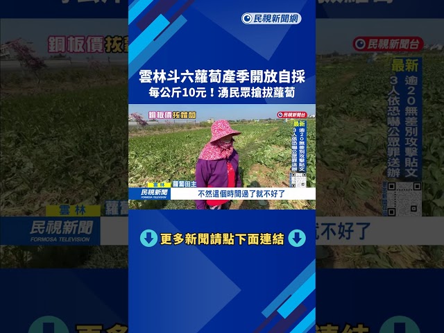 銅板價！ 雇工成本高「乾脆開放自採」 斗六民眾搶拔蘿蔔－民視台語新聞