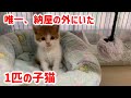 納屋外にいた唯一の生き残りの子猫を保護したら食べ方が野生児だった