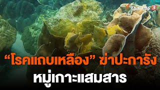 โรคแถบเหลือง หายนะฆ่าปะการังหมู่เกาะแสมสาร | ข่าวค่ำมิติใหม่ | 4 ธ.ค. 65
