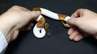 Update on Lemonblast Pied x Pin Pied clutch