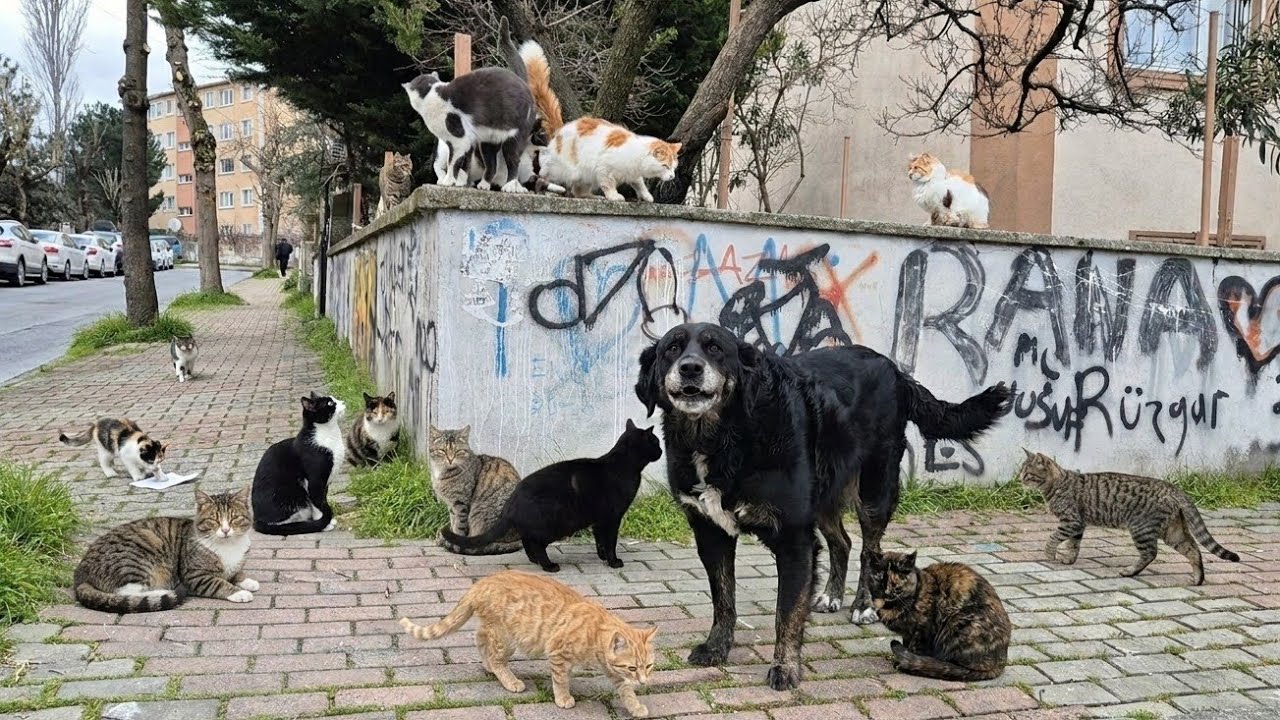 The Dog Who Grew Up with Cats Now Thinks He’s a Cat! He Eats Cat Food and Lives with Them.