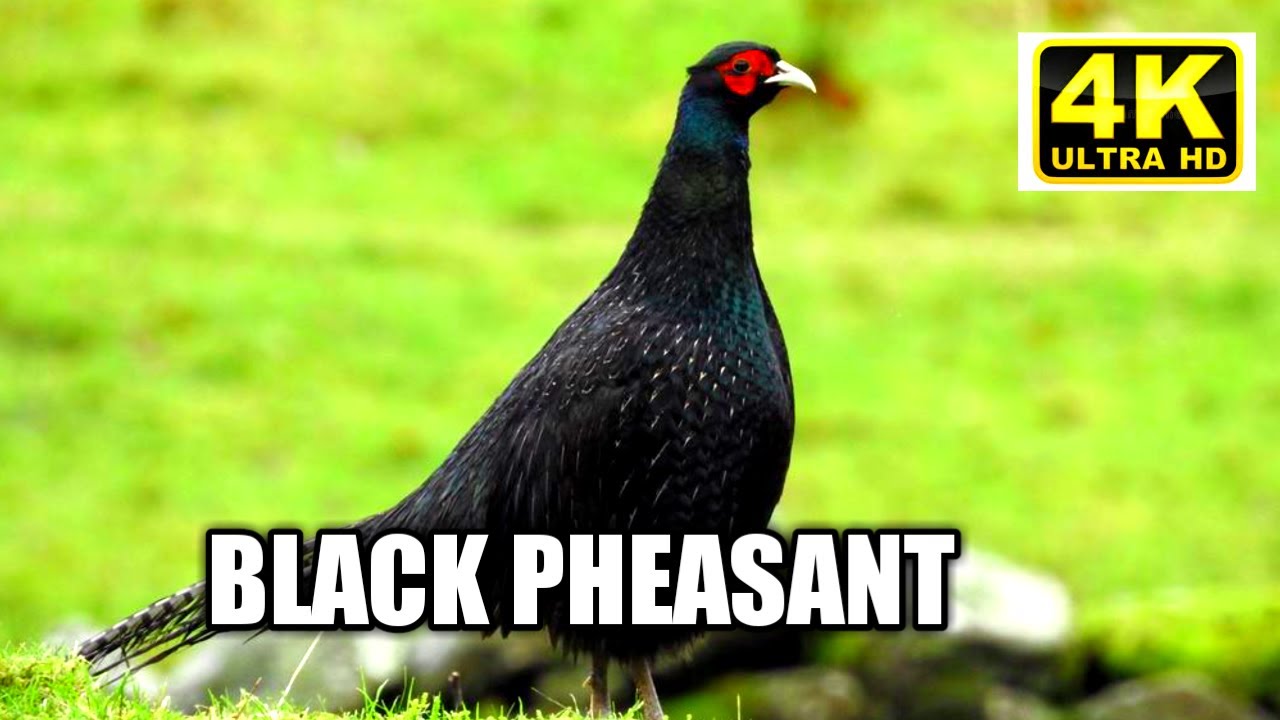 Birds  Fight On Water ( 4K ) / Full HD