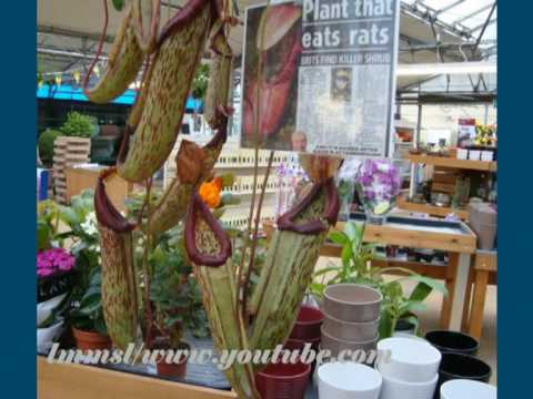 Rat Eating Plant Named In Honour Of Sir David Attenborough. - Nepenthes Attenboroughii