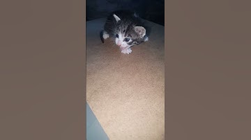Thumbnail of Sounds That Attract Cats 💕
