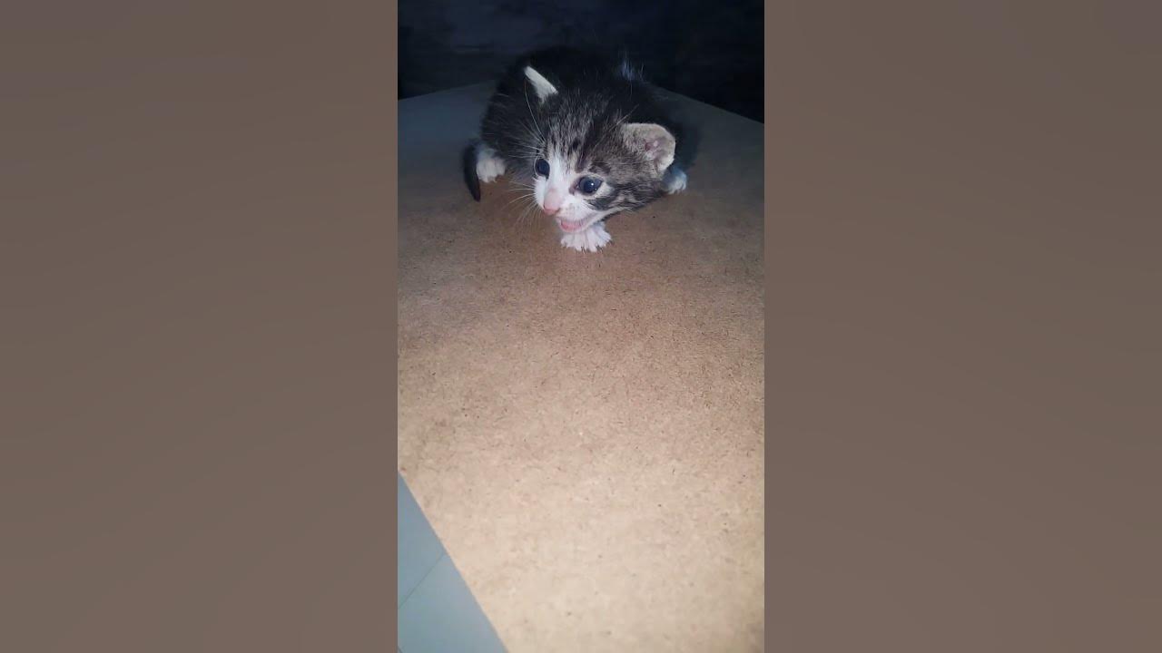 Sounds That Attract Cats 💕
