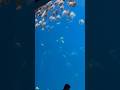 GEORGIA AQUARIUM #short