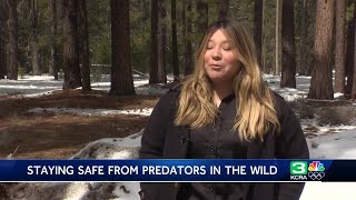 How to stay safe from mountain lion attacks in California backcountry