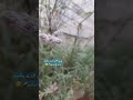 Ш Щ Щ Ш ШґЩЉ Щ ЩѓЩ Щ Щ рџ Ј Ш Щ Щ Ш ШґЩЉ Щ ЩѓЩ Щ Щ рџ Ј