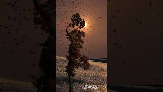 umar bhot baki hai /alixwrites #hinglishrap #lyrics #music #love #originalmusic #song