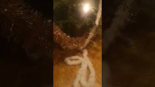 Little crazy Cat and Christmas Tree | Funny short video with a little pet