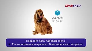 Бравекто - таблетка от блох и клещей для собак Бравекто - таблетка от блох и клещей для собак