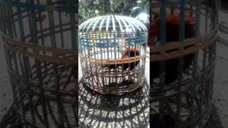 Download Lagu Manu bangko mango MP3