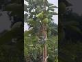 পার্সিমন জাপানের জাতীয় ফল! 😱 #agriculture #fruit #farming #bangladesh