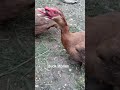 #duck stories