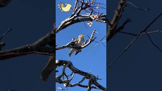 Cute Bird Sounds Song Thrush Singing Bird