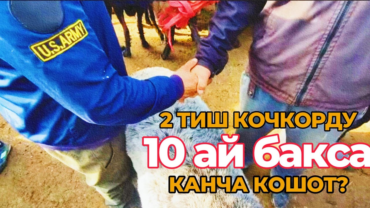 Кочкор багып сатуу. 7200 сомго алынган кочкордон 10 айда канча киреше калат? Реклама үчүн 0553103020