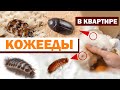 КОЖЕЕДЫ В КВАРТИРЕ: откуда берутся, чем опасны и как от них избавиться