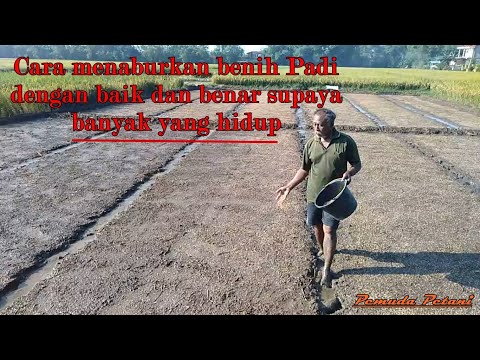 Video: Aturan Menabur Benih