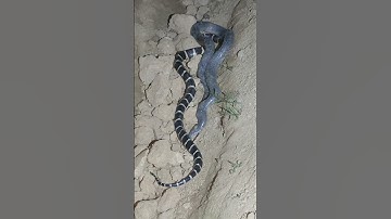 rắn hổ hành săn cạp nia bắc  #snake