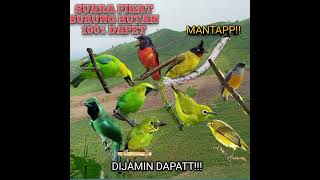 Download Lagu Suara pikat burung hutan.cucak ijo,cucakijo mini,mantenan,kutilang emas,pleci,kemade,bungaapi.💯dapet MP3