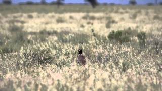 Calling Northern Black Korhaan In Mokala National Park, South Africa