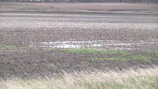 Planting Progress in Dakotas after Much Needed Rain
