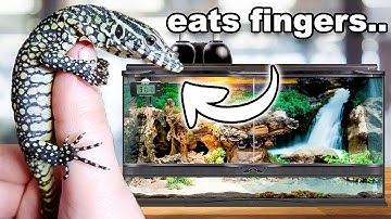I Made A Desert ecosystem Paludarium For A Nile Monitor!