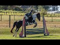 Sundae 2017  15.2 hh  mare