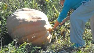 raccolta zucca  gigante15 settemnre 2012 casalzuigno