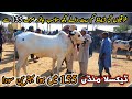 Taxila mandi part 2 latest update 31 may 2024  155k behtreen sodaqurbani bakra eid cow mandi 2024