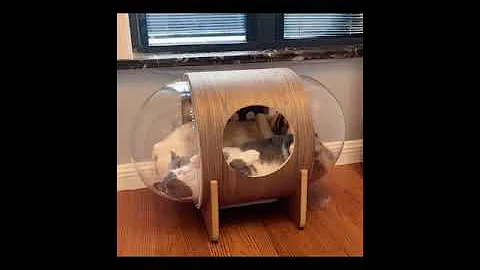 Watch the video about Dog & Cat Combine Home |#shorts| Cute & Funny Dog #Pets_Town