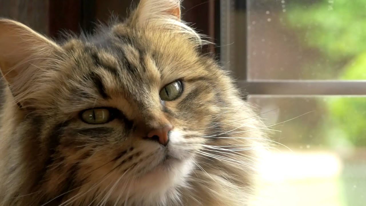 Paul and Jasmine's Story | Meet Purina