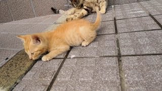 ママ猫の尻尾で遊ぶ子猫達