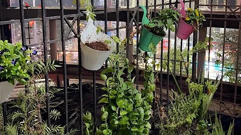 How We Created Our Own Balcony Garden | Beginner-Friendly Setup 🪴🌱